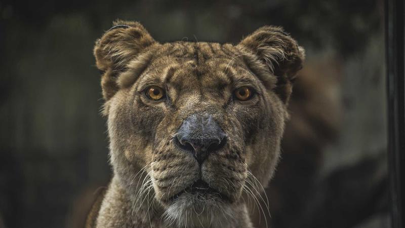 Foto ilustrasi TypeScript 5.5 Hadir dengan Inferred Type Predicates
